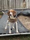 Jethro - Photo 2