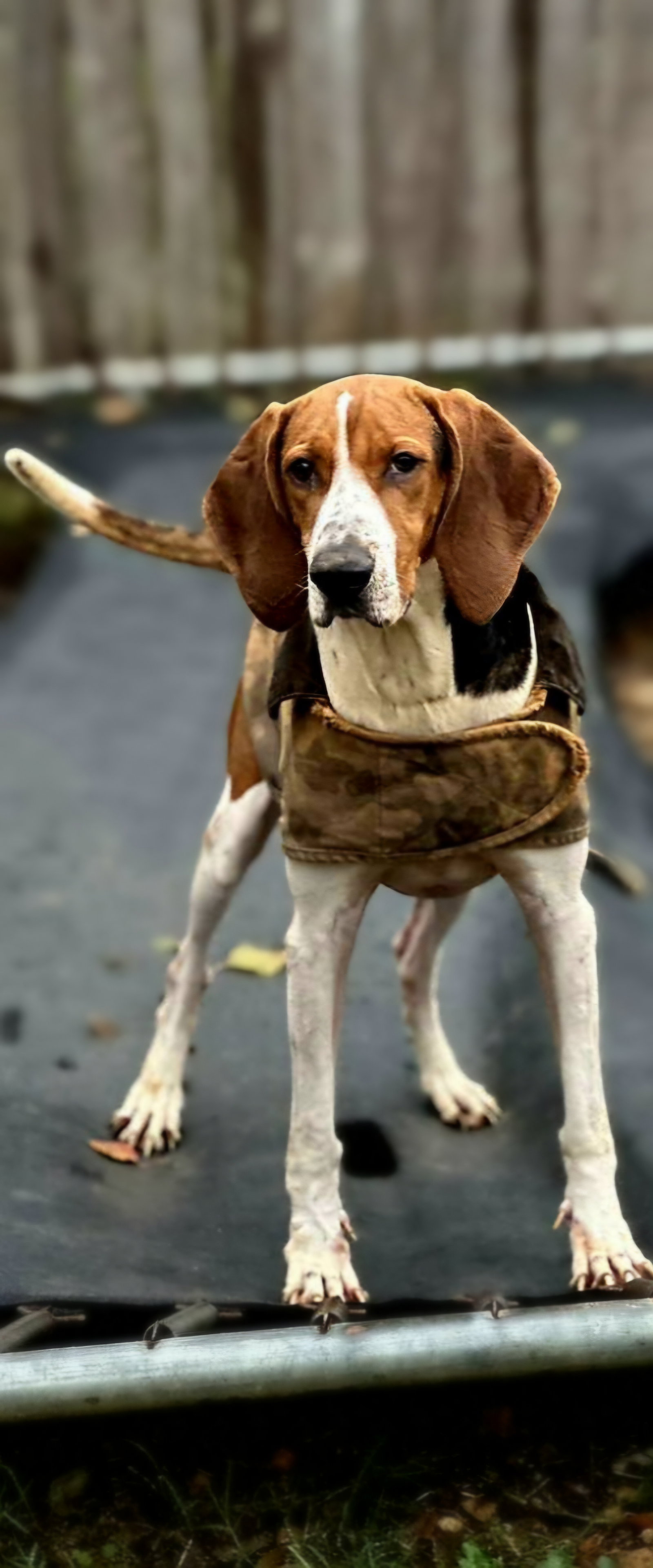 Jethro