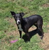 Peppa - Photo 3