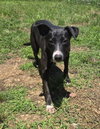 Peppa - Photo 2
