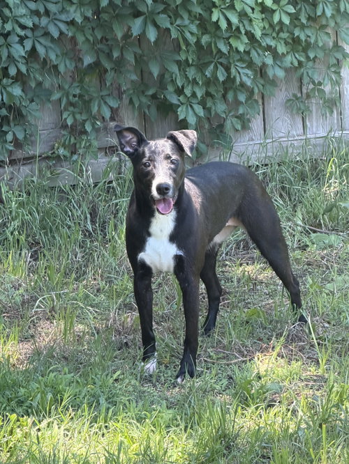 Peppa, an adoptable Black Labrador Retriever in Jackson, MS