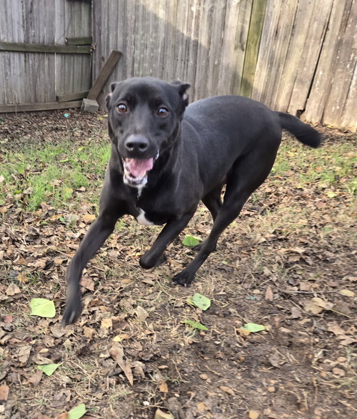 ELLA - Black Labrador Retriever available for adoption