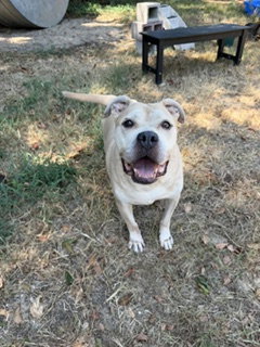 Rhino, a dog for adoption from Animal Rescue Fund of MS