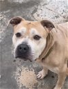 adoptable Dog in jackson, MS named Rhino