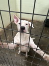 Murphy - Photo 2