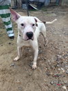 Murphy - Photo 1