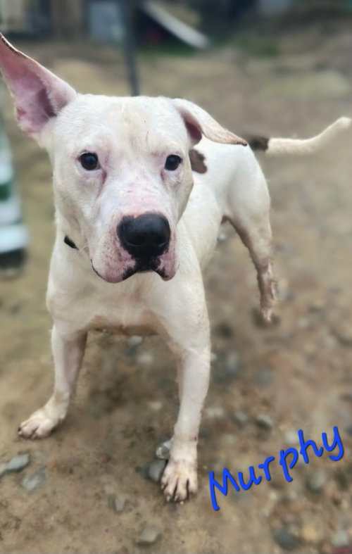 Murphy, a dog for adoption from Animal Rescue Fund of MS