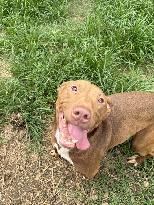 ROLLO - Labrador Retriever / Staffordshire Bull Terrier available for adoption
