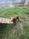 Rollo - Photo 2