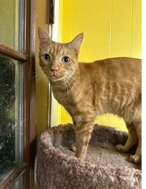 adoptable Cat in Jackson, MS named Valentine