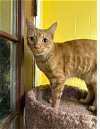 adoptable Cat in jackson, MS named Valentine