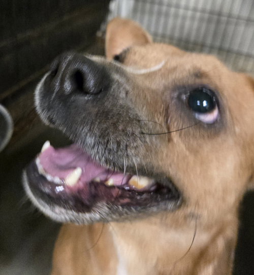 Faith (Baby Mama), an adoptable Rat Terrier in Jackson, MS
