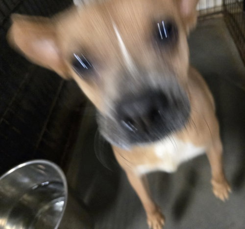 FAITH (BABY MAMA) - Rat Terrier / Chihuahua available for adoption