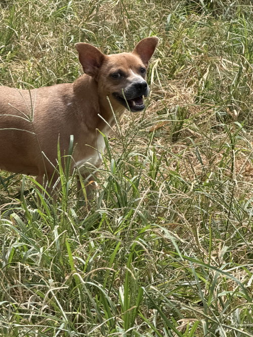 FAITH (BABY MAMA) - Rat Terrier / Chihuahua available for adoption