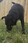 Dax - Photo 2