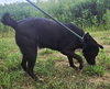 Dax - Photo 3