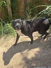 Dax - Photo 1