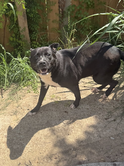 DAX - American Staffordshire Terrier available for adoption