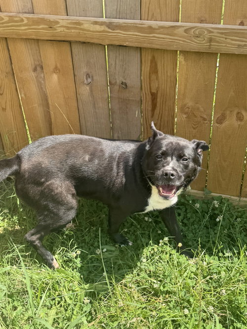 DAX - American Staffordshire Terrier available for adoption