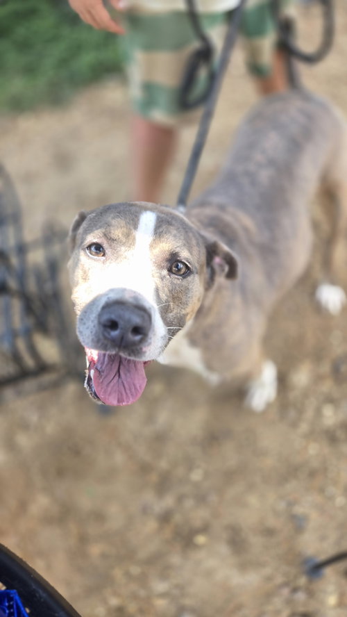 Porter, an adoptable American Staffordshire Terrier in Jackson, MS
