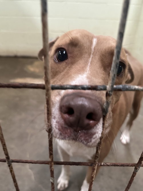 HULLABALLU - American Staffordshire Terrier available for adoption