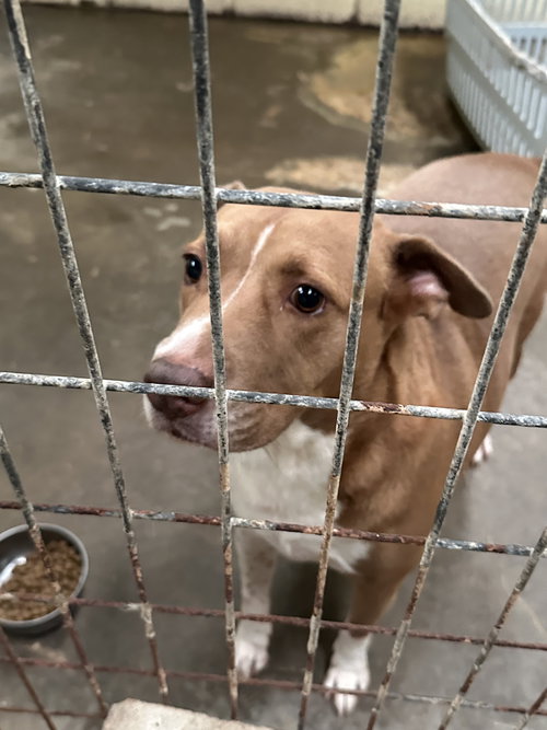 HULLABALLU - American Staffordshire Terrier available for adoption