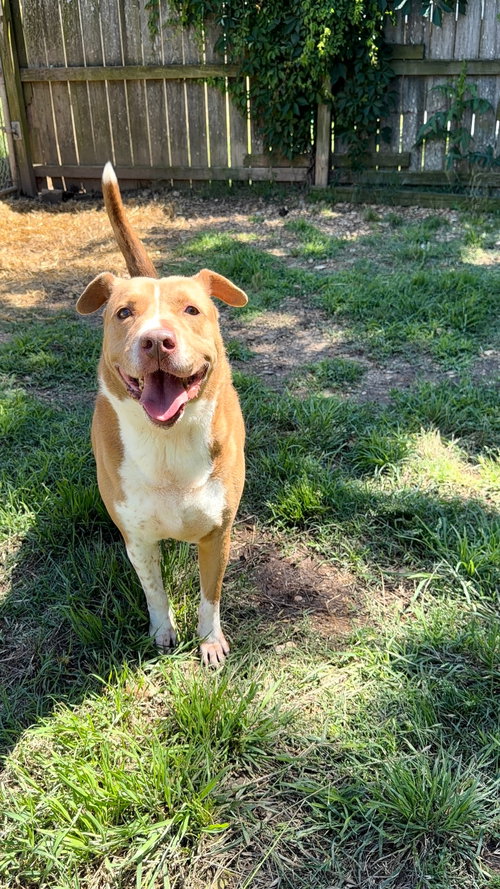 HULLABALLU - American Staffordshire Terrier available for adoption