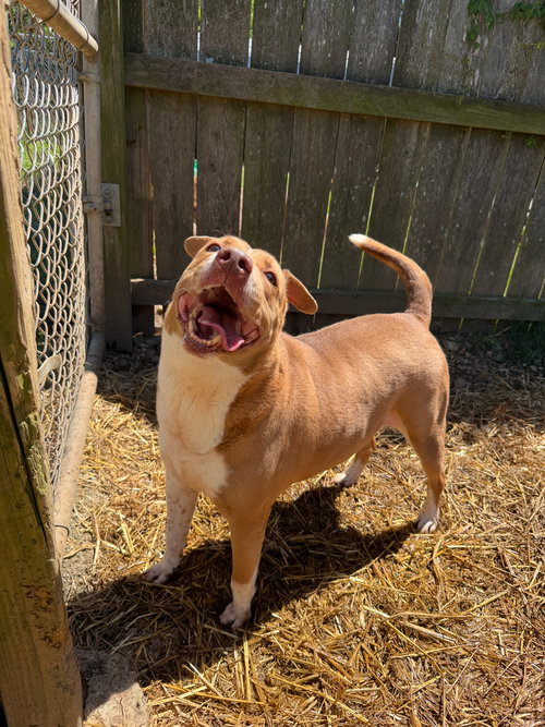 Hullaballu, an adoptable American Staffordshire Terrier in Jackson, MS