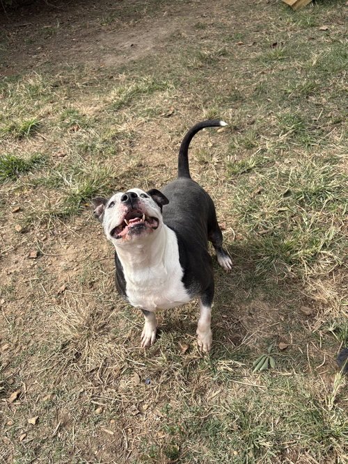 HILDA LANE - American Staffordshire Terrier available for adoption