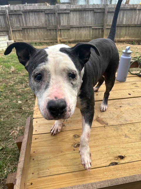 HILDA LANE - American Staffordshire Terrier available for adoption