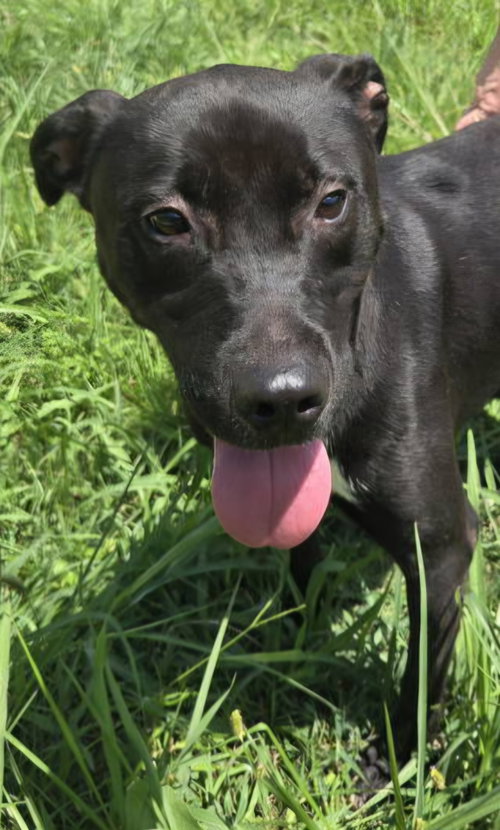 Eric Cartmen, a dog for adoption from Animal Rescue Fund of MS