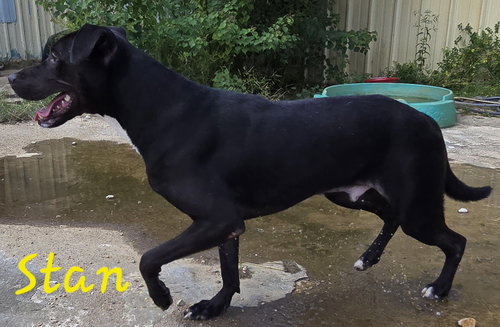 STAN MARSH - Unknown available for adoption