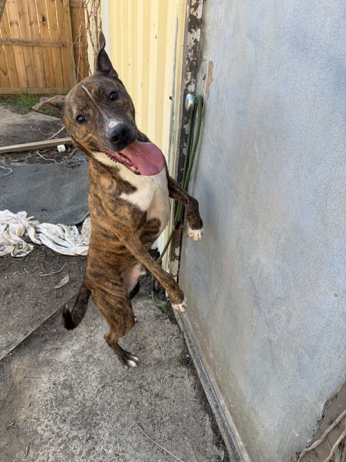 KENNY MCCORMIC - Unknown available for adoption