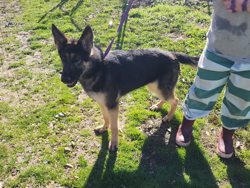 KARMA - German Shepherd Dog available for adoption