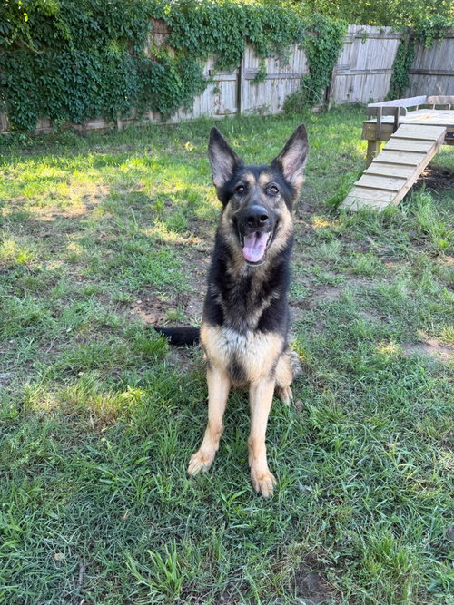 Karma, an adoptable German Shepherd Dog in Jackson, MS