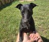 Althea - Photo 1
