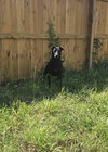 Althea - Photo 2