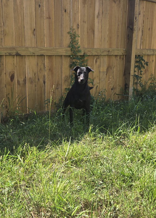 ALTHEA - Black Labrador Retriever available for adoption