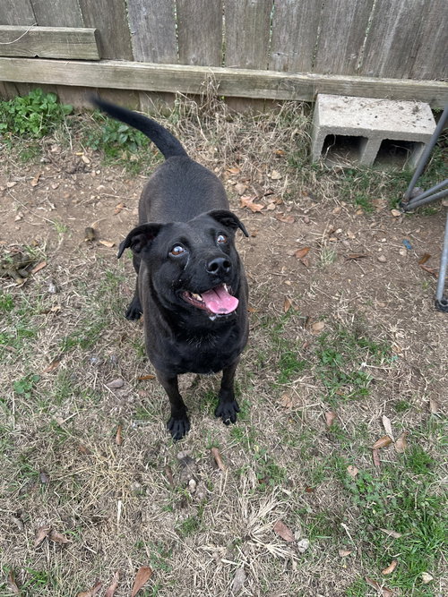 CASSIDY - Black Labrador Retriever available for adoption