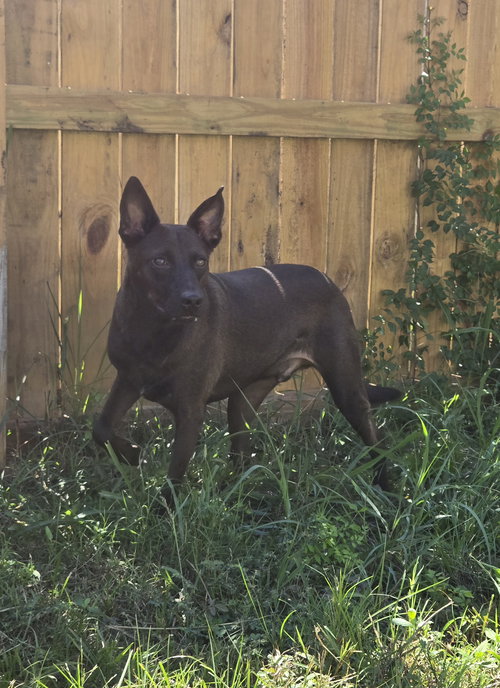 CASEY JONES - Black Labrador Retriever available for adoption