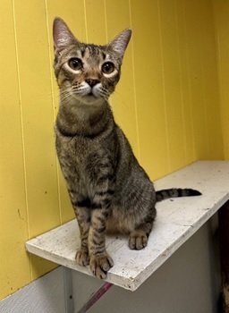adoptable Cat in Jackson, MS named Chris