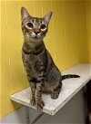 adoptable Cat in jackson, MS named Chris