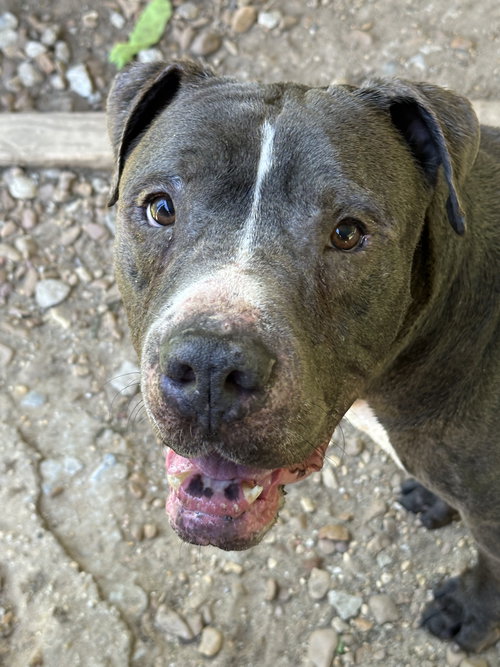 FLYNN - American Staffordshire Terrier available for adoption