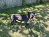 Flynn - Photo 2