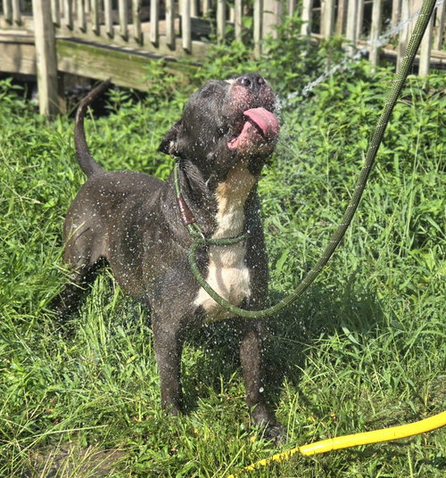 Flynn, an adoptable Bullmastiff in Jackson, MS