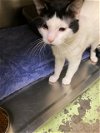 adoptable Cat in , MS named Moses