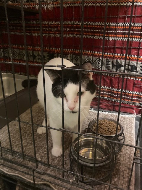 MOSES - Domestic Short Hair available for adoption
