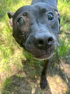 adoptable Dog in  named Hazel