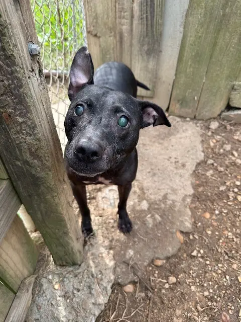 Hazel - American Staffordshire Terrier