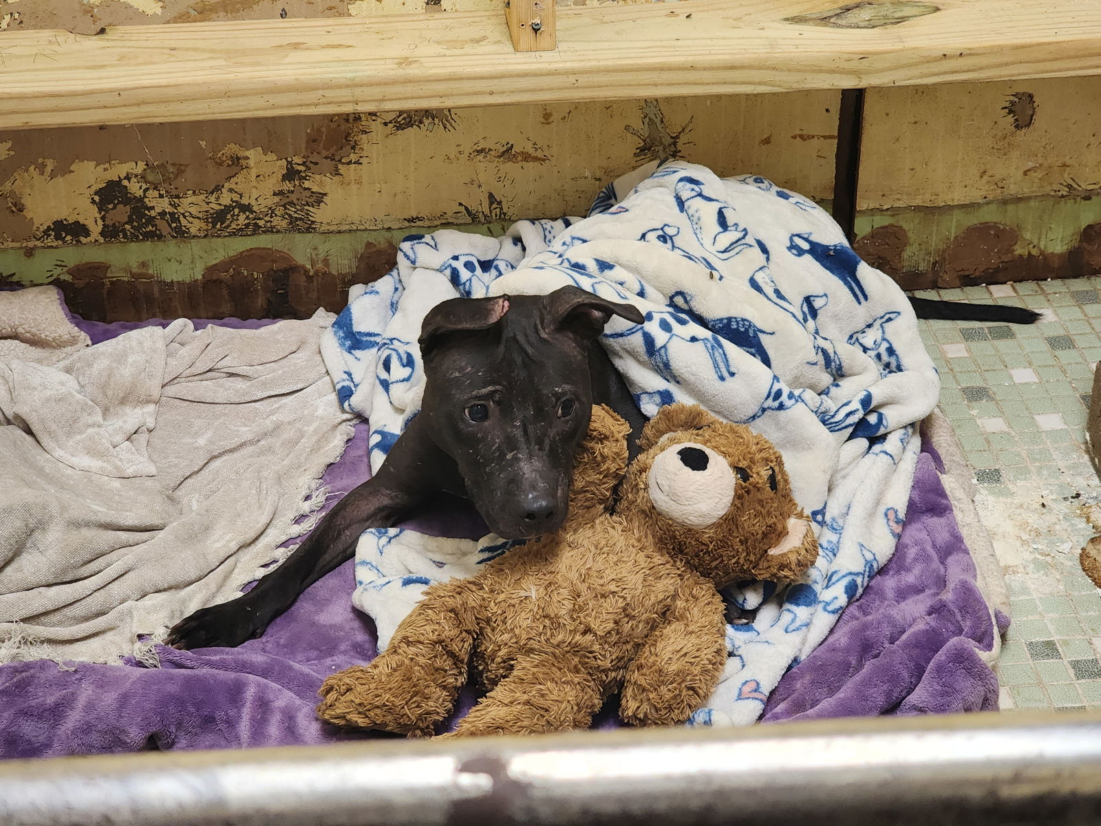 adoptable Dog in Jackson, MS named Hazel